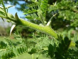 Image result for Acacia hebeclada