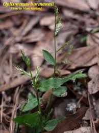 Image result for Oplismenus burmannii