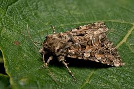 Image result for Hadena perplexa