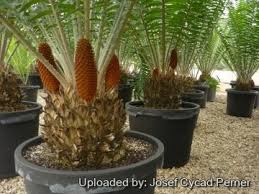 Image result for Encephalartos gratus