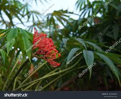 Image result for Jatropha multifida