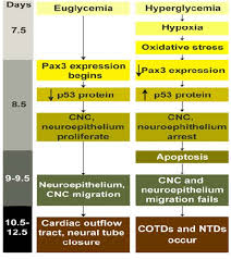 flow chart of developmental events during control