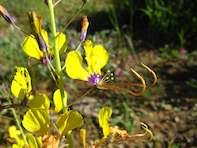 Image result for Cleome angustifolia