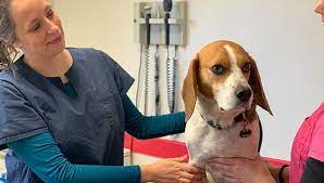 Maybe you would like to learn more about one of these? Veterinaires A Clermont L Herault Et Pezenas Clinique Veterinaire Languedovet