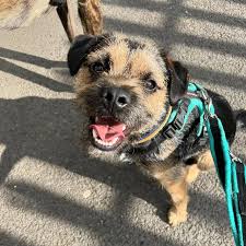 Image result for border teriér