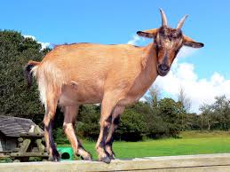 All things nigerian dwarf goat related. All About Nigerian Goats The Happy Chicken Coop
