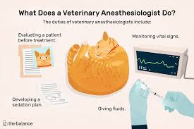 Veterinary Anesthesiologist Job Description Salary More
