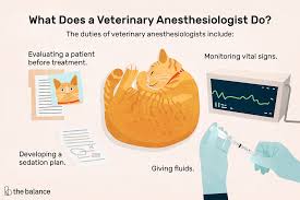 veterinary anesthesiologist job description salary more