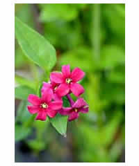 Image result for Jasminum beesianum