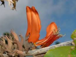 Image result for Erythrina sacleuxii