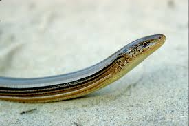 Mimic glass lizard, rainbow glass lizard. Pin By Jessica Lowery On Wildlife Life List Non Bird Arthropod Reptiles Pet Glass Lizard Reptiles And Amphibians