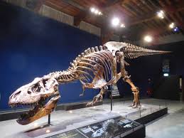 Bekijk de categorie aanbiedingen op hema.nl. Trix Tyrannosaurus Wikipedia