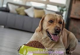 7 Resipi Makanan Anjing Buatan Sendiri Yang Pasti Akan Disayangi Haiwan Kesayangan Anda Hubungan 2020