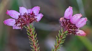 Image result for Erica pleiotricha