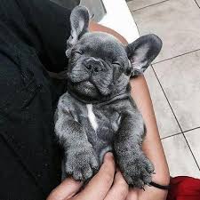 Find Out Even More Info On French Bull Dog Look Into Our Internet Site Frenchbulldog French Bulldog Puppies Blue French Bulldog Puppies Bulldog Puppies