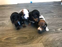Dachshund cocker spaniel mixes are adorable, but are they the perfect dog for you? Dachshund Puppies For Sale Granby Ct 274502 Petzlover