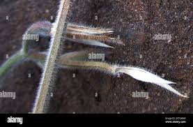 Image result for Dicliptera transvaalensis