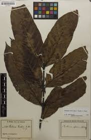 Image result for Funtumia africana