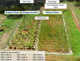 Any of various plants having slender leaves similar to those. Performance Of An Instrumented Slope Covered With Shrubs And Deep Rooted Grass Sciencedirect