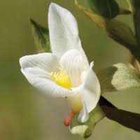 Image result for Eulophia ovalis