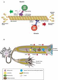Marcos di palma y una sorprendente declaración: Frontiers Anterograde Axonal Transport In Neuronal Homeostasis And Disease Molecular Neuroscience