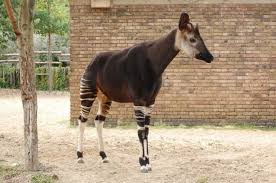Wonderful names of 30 animals starting with r . 19 Animals That Start With The Letter O Names Pictures Jessica Paster