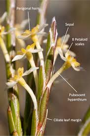 Image result for Struthiola