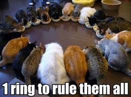 55 Funniest Cat Memes Ever Will Make You Laugh Right MEOW!