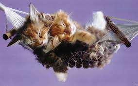 Sirin Yavru Kediler Yavru Kediler Kedi Hayvanlar