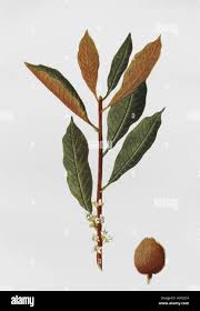 Image result for Sapotaceae