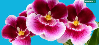 Fuqua orchid center manager flsa: Orchid Daze Returns To Atlanta Botanical Garden In February Atlanta Intown
