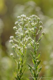 Image result for Fagopyrum snowdenii