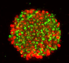 However, taking picture for a true 3d lenticular printing is tedious. 3d Cell Models 3d Cell Culture Imaging Analysis Molecular Devices