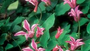 Nelly moser, c 'comtesse de bouchaud' which tend to be the late flowering clematis with large open flowers. Pruning Clematis Finegardening
