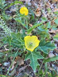 Image result for Argemone