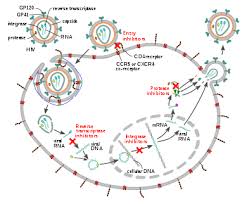 Generally, most treatments take several treatment cycles to work, which many people aren't aware of. Management Of Hiv Aids Wikipedia
