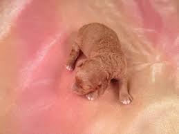 Due to their fashionable status, cockapoos are one of the mixed breed dogs most susceptible to be bred by puppy farms or unscrupulous amateur cockapoo breeders looking to. Breeder Of Dark Red Cockapoo Puppies Cockapoos For Sale Breeding Cockapoos South Of Albert Lea Minnesota