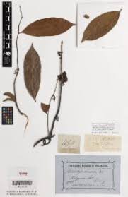 Image result for Artabotrys monteiroae