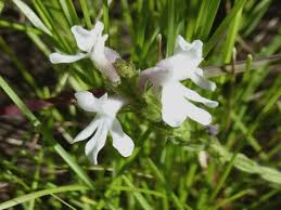 Image result for Striga bilabiata