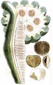 Image result for Telfairia pedata