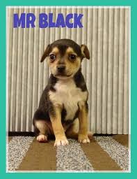 Shih Tzu Chihuahua Mix Black And Brown Mr Black S Web Page Black Shih Tzu Chihuahua Mix Shih Tzu Mix