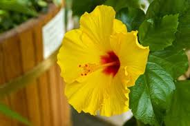 Im halbschatten lässt die blühwilligkeit etwas nach. Hibiskus Oder Eibisch Hibiscus Standort Pflege Und Krankheiten Heimhelden