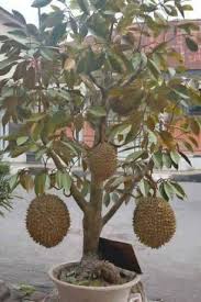 Durian montong these pictures of this page are about:durian montong. Siapa Sangka Pokok Durian Kini Dah Boleh Durian Monthong Tani Input Facebook