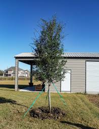 Is there any specific time of the year that is better to do this? Home Garden Plants Seedlings Quercus Virginiana 18 Tall Two Live Oak Trees Guaranteed Live Plant 13