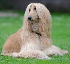 Long haired dog breeds are just perfect! Dandy Dog Names Beginning With L Long Haired Dog Breeds Dog Breeds Beautiful Dogs Photos