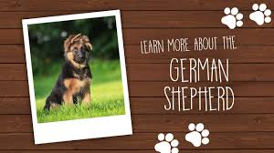 While the german shepherd is highly intelligent and trains fairly easily, they are no picnic for novice owners. German Shepherd Puppies For Sale Available In Phoenix Tucson Az