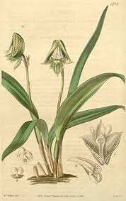 Image result for Polystachya dewanckeliana