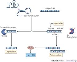 Company act 1956 company act 2013 both. Discriminating Self From Non Self In Nucleic Acid Sensing Nature Reviews Immunology