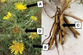 Image result for Berkheya setifera