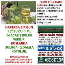 Guvercin Hastaliklari Ilac Ve Tedavi Yontemleri Publications Facebook